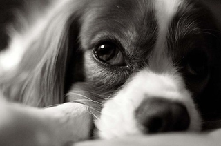 Illustration for article titled Shooting Challenge Pets Gallery 3